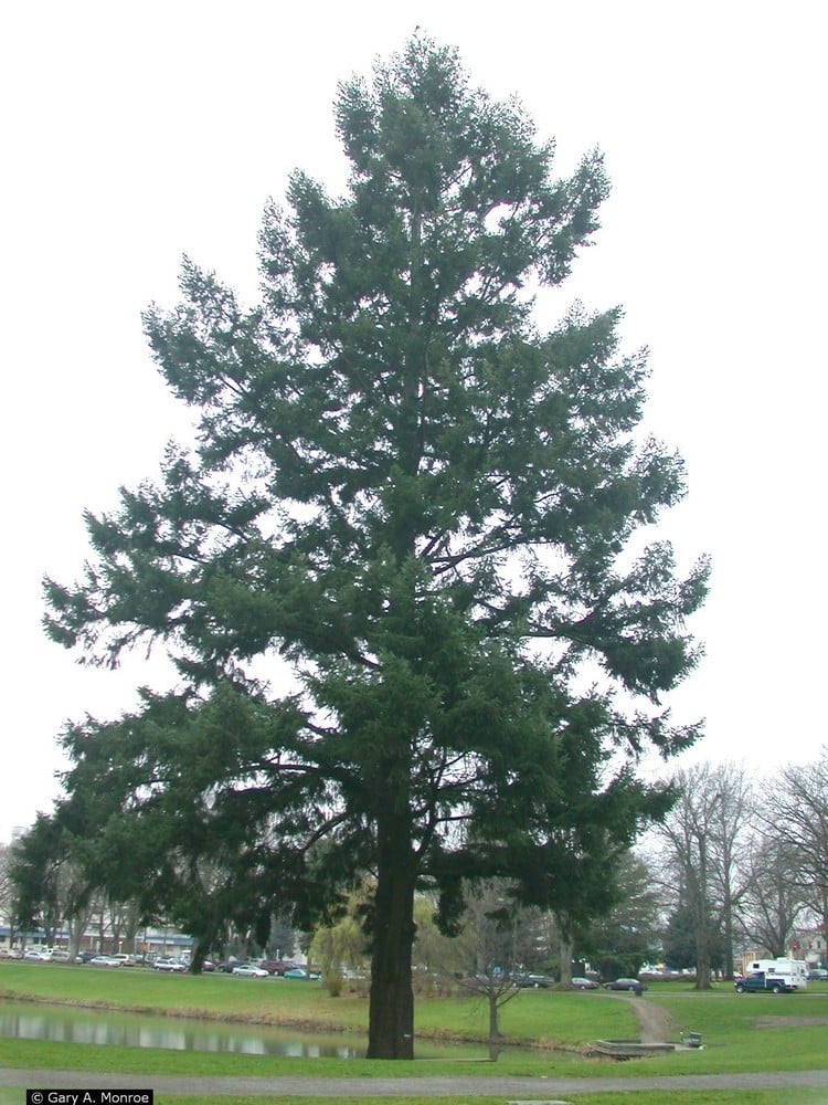 Douglas Fir at Lake Sacajawea Park, Cowlitz County, Washington.