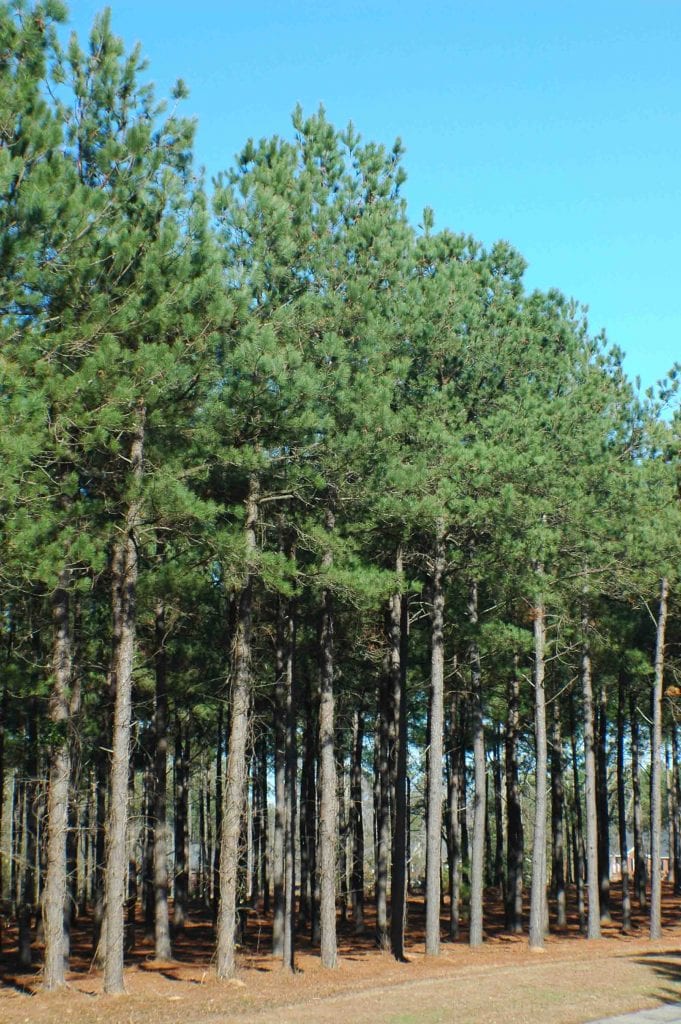 Trees17