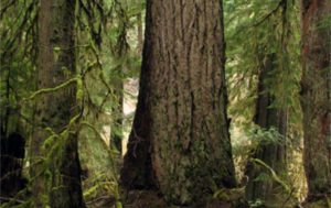 Douglas Fir