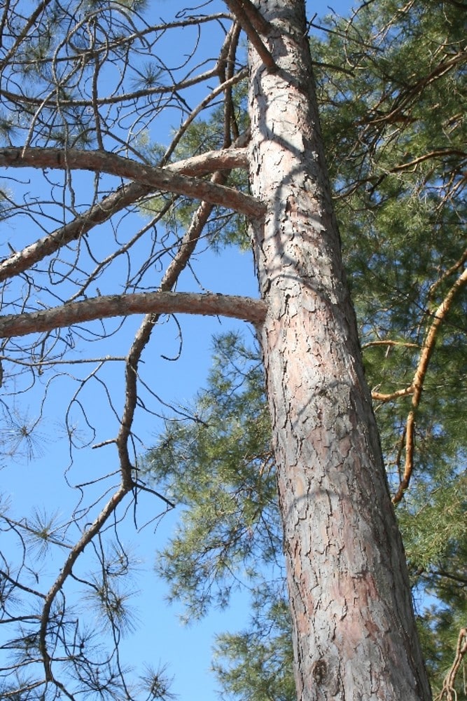 red pine