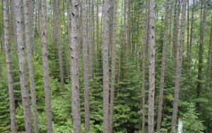 Red Pine