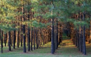 Southern Yellow Pine