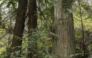 Western Red Cedar